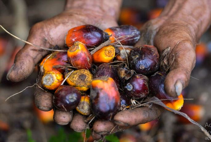 30/04/22  L'Indonésie suspend toutes ses exportations d'huile de palme